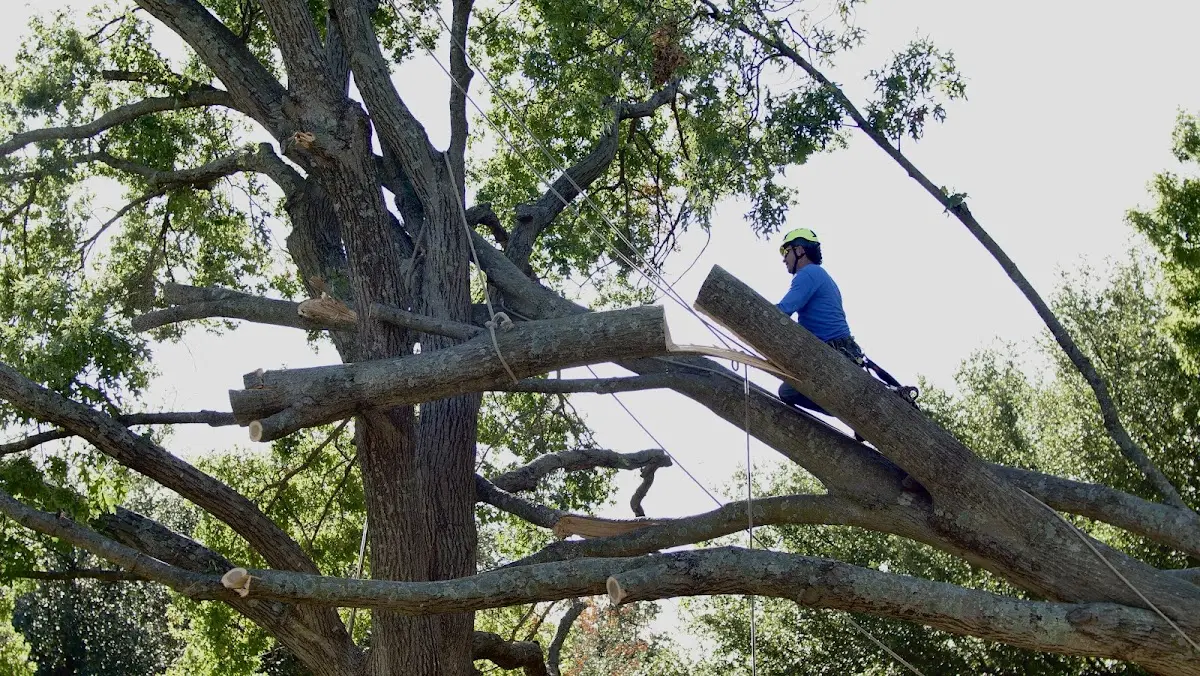 Professional Hazardous Tree Removal performed by certified arborists in Chaffee