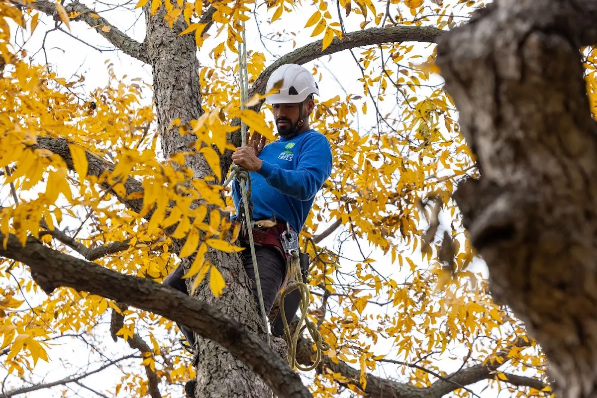 Skilled Tree Transplanting crew working in Chaffee